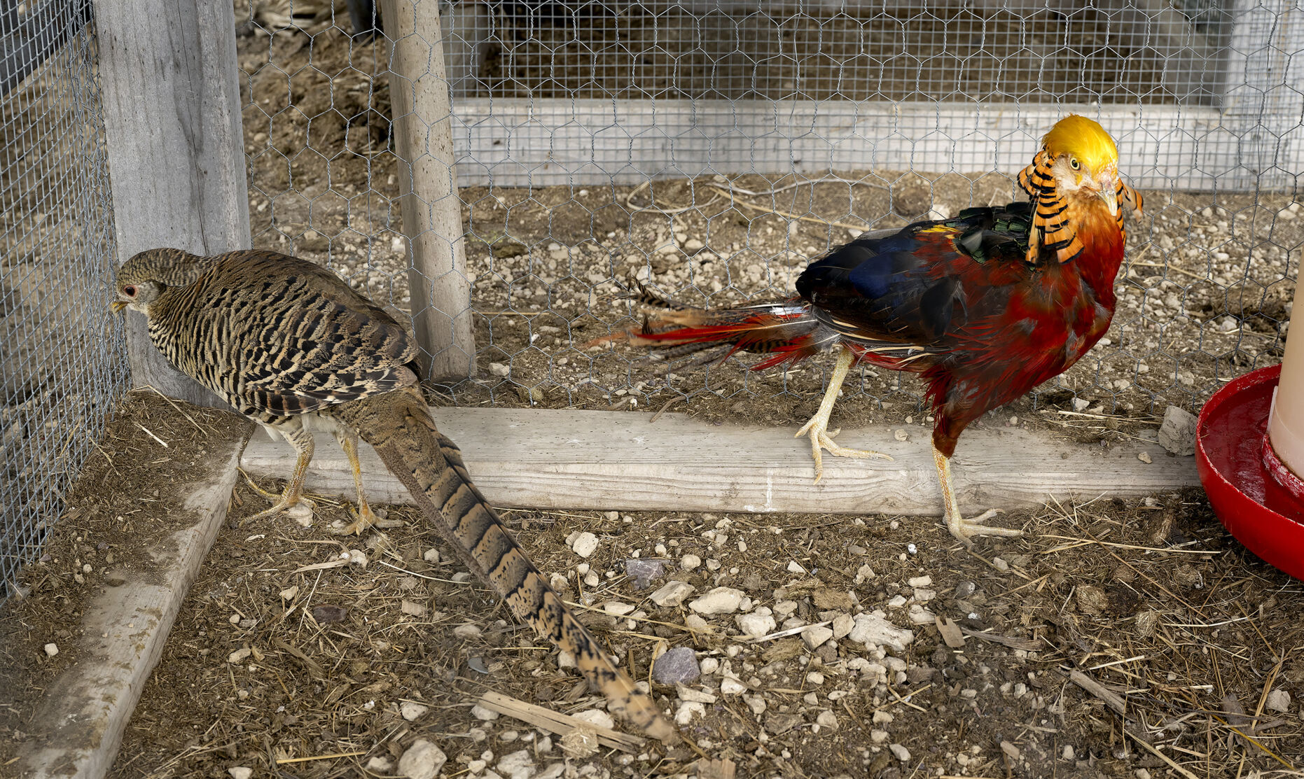 County fair poultry exhibits